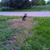 Нужна помощь собаке в поле! SOS!Передержка или дом, в дар! - Вся Беларусь - 252092 - Доска объявлений Kupika.by - Фото 2