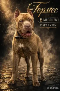 Щенок пит-буля