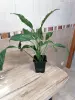Продам  Спатифиллум - Вся Беларусь - 252125 - Доска объявлений Kupika.by