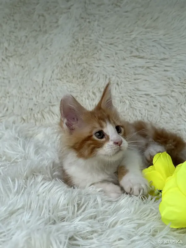 Кошки - Мейн-Кун котята - Вся Беларусь - Фото 4 Мейн-Кун котята - Вся Беларусь - 250701 - Доска объявлений Kupika.by - Фото 4