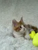 Кошки - Мейн-Кун котята - Вся Беларусь - Фото 4 Мейн-Кун котята - Вся Беларусь - 250701 - Доска объявлений Kupika.by - Фото 4