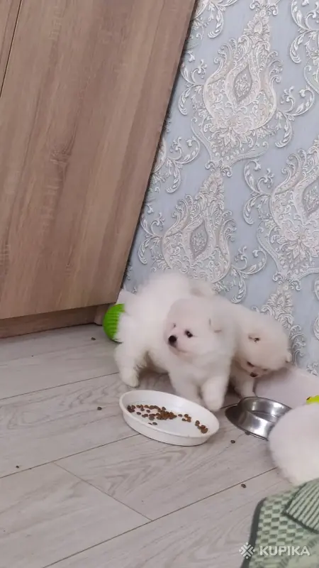 Белый померанский шпиц - Вся Беларусь - 253196 - Доска объявлений Kupika.by - Фото 2