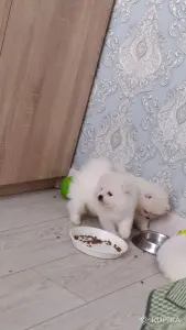 Белый померанский шпиц