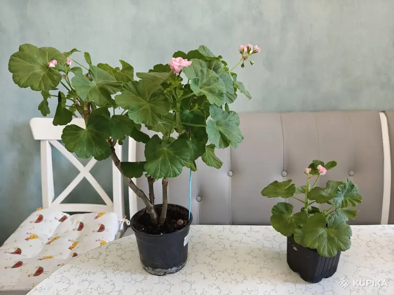 Комнатные растения - Розебудные цветущие герани Antique Rose - 15 и 22 рублей - Вся Беларусь - Фото 7 Розебудные цветущие герани Antique Rose - 15 и 22 рублей - Вся Беларусь - 251599 - Доска объявлений Kupika.by - Фото 7