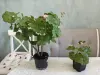 Комнатные растения - Розебудные цветущие герани Antique Rose - 15 и 22 рублей - Вся Беларусь - Фото 7 Розебудные цветущие герани Antique Rose - 15 и 22 рублей - Вся Беларусь - 251599 - Доска объявлений Kupika.by - Фото 7