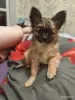 Собака - Вся Беларусь - 253374 - Доска объявлений Kupika.by - Фото 2