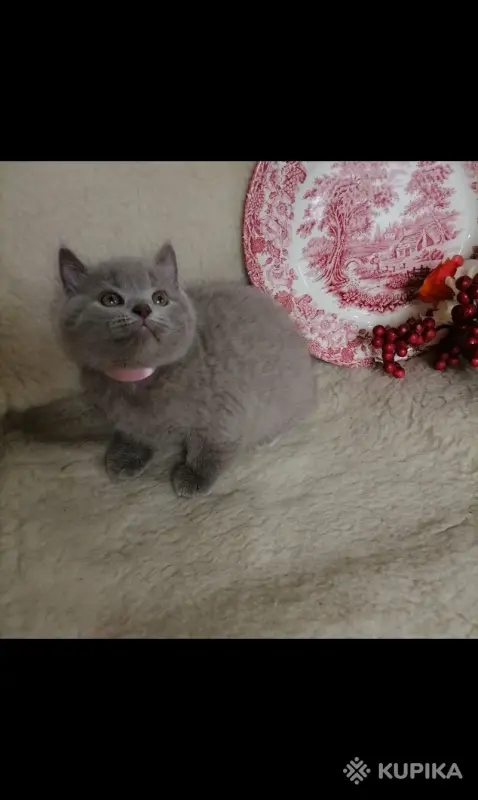 Кошки - Британские Котята - Вся Беларусь - Фото 6 Британские Котята - Вся Беларусь - 252184 - Доска объявлений Kupika.by - Фото 6