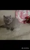 Кошки - Британские Котята - Вся Беларусь - Фото 6 Британские Котята - Вся Беларусь - 252184 - Доска объявлений Kupika.by - Фото 6