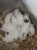 Другие животные - Декоративные, метисы, папа львиноголовый мама хотот - Вся Беларусь - Фото 2 Декоративные, метисы, папа львиноголовый мама хотот - Вся Беларусь - 252063 - Доска объявлений Kupika.by - Фото 2