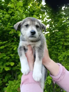 Щенок в дар