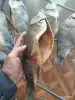Продукты питания - Сушённая рыба /рыба холодного копчения - Вся Беларусь - Фото 6 Сушённая рыба /рыба холодного копчения - Вся Беларусь - 251793 - Доска объявлений Kupika.by - Фото 6