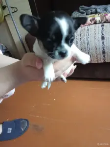 Чихуахуа