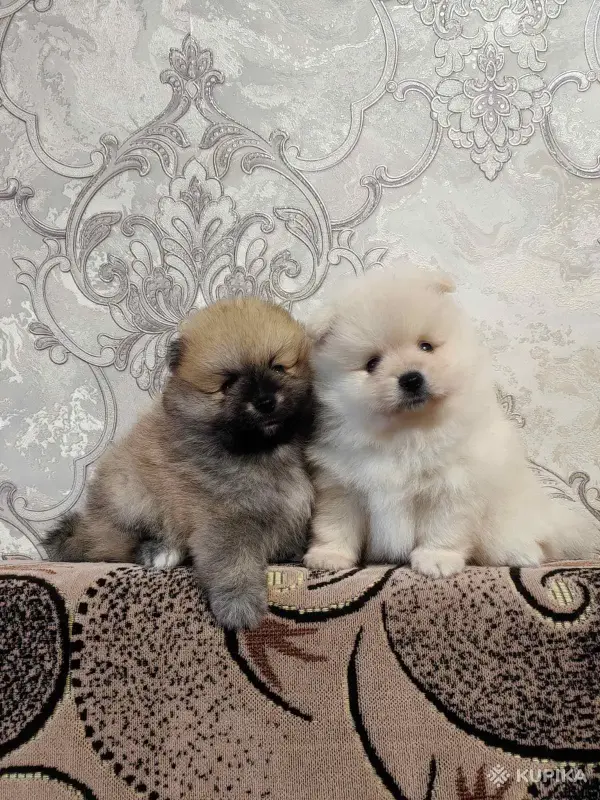 Мальчики померанский шпиц - Вся Беларусь - 250938 - Доска объявлений Kupika.by - Фото 3