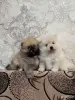 Мальчики померанский шпиц - Вся Беларусь - 250938 - Доска объявлений Kupika.by - Фото 3