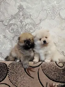 Мальчики померанский шпиц