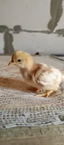 Продам мясо-яичных цыплят