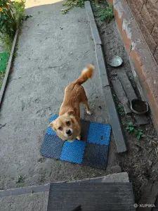 Отдам в хорошие руки
