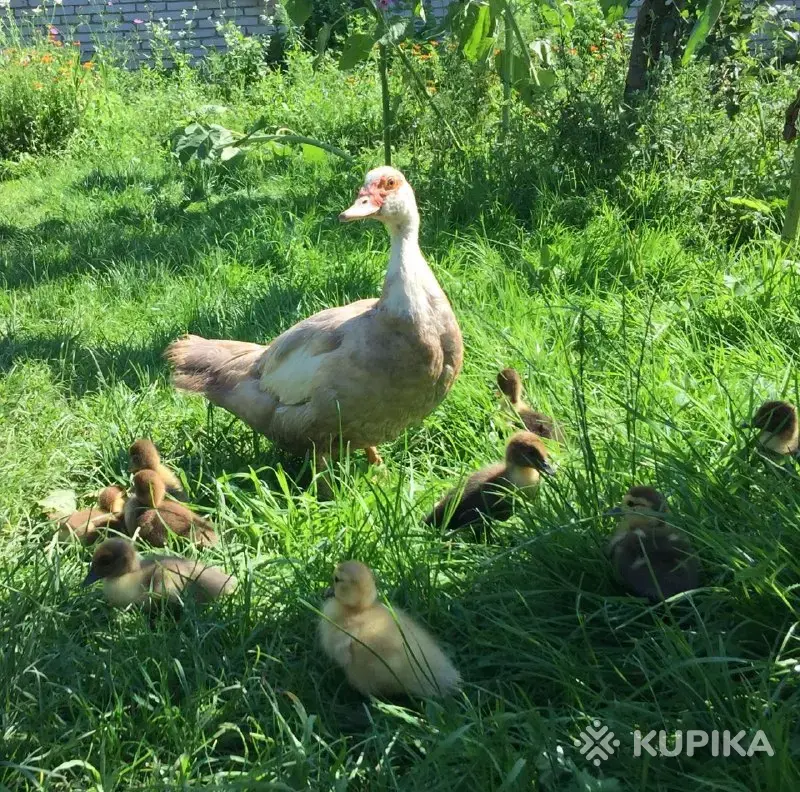 ЯЙЦА куриные  породных мясо-яичных птиц инкубац., яйца индоуток - Вся Беларусь - 128910 - Доска объявлений Kupika.by - Фото 13