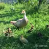 ЯЙЦА куриные  породных мясо-яичных птиц инкубац., яйца индоуток - Вся Беларусь - 128910 - Доска объявлений Kupika.by - Фото 13