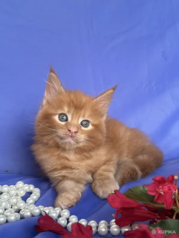 Кошки - Мейн-кун котята - Вся Беларусь - Фото 7 Мейн-кун котята - Вся Беларусь - 252096 - Доска объявлений Kupika.by - Фото 7