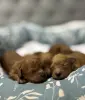 Щенки той-пуделя - Вся Беларусь - 251026 - Доска объявлений Kupika.by