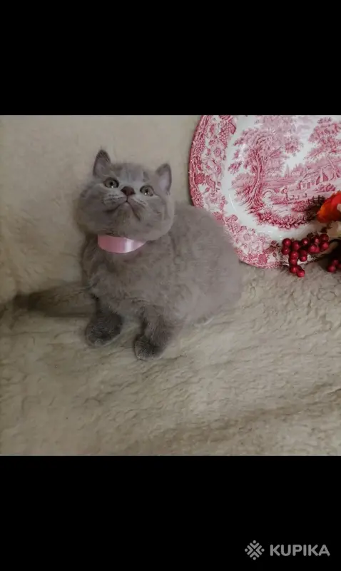 Кошки - Британские Котята - Вся Беларусь - Фото 7 Британские Котята - Вся Беларусь - 252184 - Доска объявлений Kupika.by - Фото 7