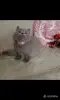 Кошки - Британские Котята - Вся Беларусь - Фото 7 Британские Котята - Вся Беларусь - 252184 - Доска объявлений Kupika.by - Фото 7