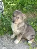Щенки - Вся Беларусь - 252504 - Доска объявлений Kupika.by - Фото 6