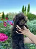 Той пудель - Вся Беларусь - 253105 - Доска объявлений Kupika.by - Фото 3