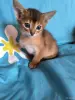 Кошки - Абиссинкие чистопородные котята - Вся Беларусь - Фото 3 Абиссинкие чистопородные котята - Вся Беларусь - 250728 - Доска объявлений Kupika.by - Фото 3