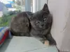 Котята - Вся Беларусь - 251484 - Доска объявлений Kupika.by