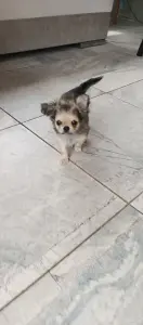 Чихуахуа