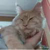 Мейн-кун - Столин - 250950 - Доска объявлений Kupika.by - Фото 12