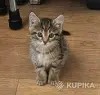 Кошки - кошечка котенок - Вся Беларусь - Фото 2 кошечка котенок - Вся Беларусь - 251443 - Доска объявлений Kupika.by - Фото 2