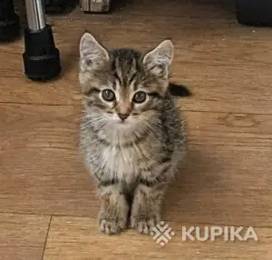 кошечка котенок