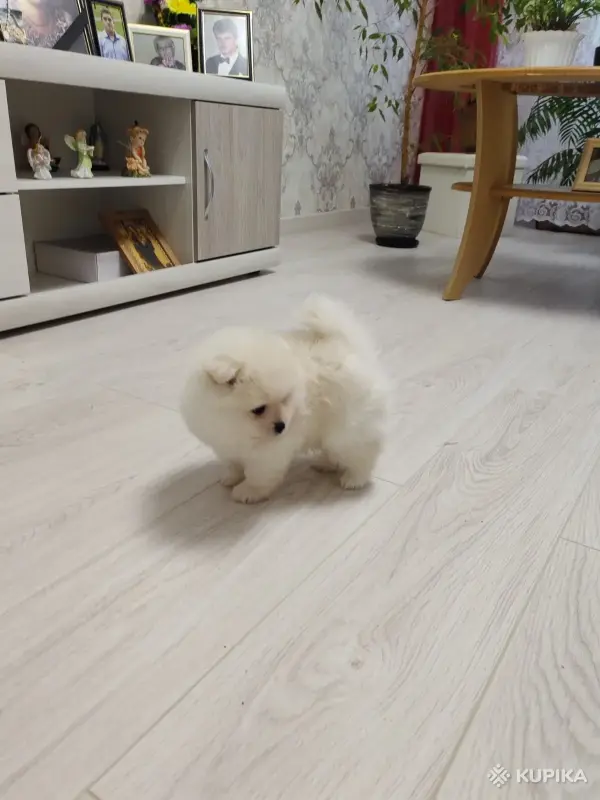 Щенок померанского шпица - Вся Беларусь - 251175 - Доска объявлений Kupika.by - Фото 7