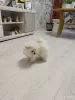 Щенок померанского шпица - Вся Беларусь - 251175 - Доска объявлений Kupika.by - Фото 7