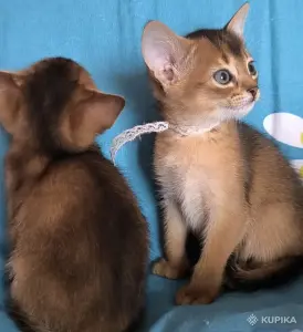 абиссинкие котята