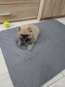 Щенок померанского шпица