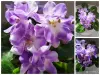 Фиалки - Вся Беларусь - 240762 - Доска объявлений Kupika.by - Фото 9