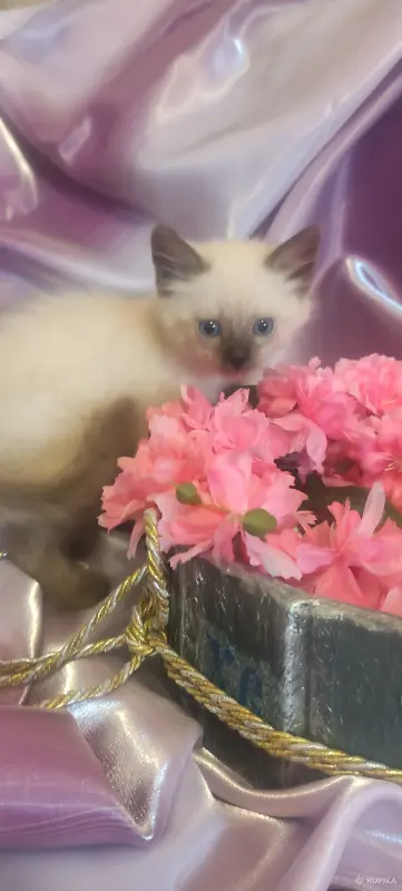 Котята невские маскарадные - Вся Беларусь - 251004 - Доска объявлений Kupika.by - Фото 13