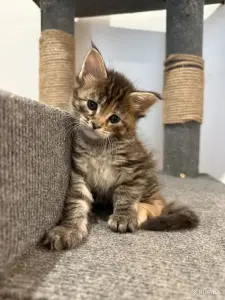 Котята мейн-кун