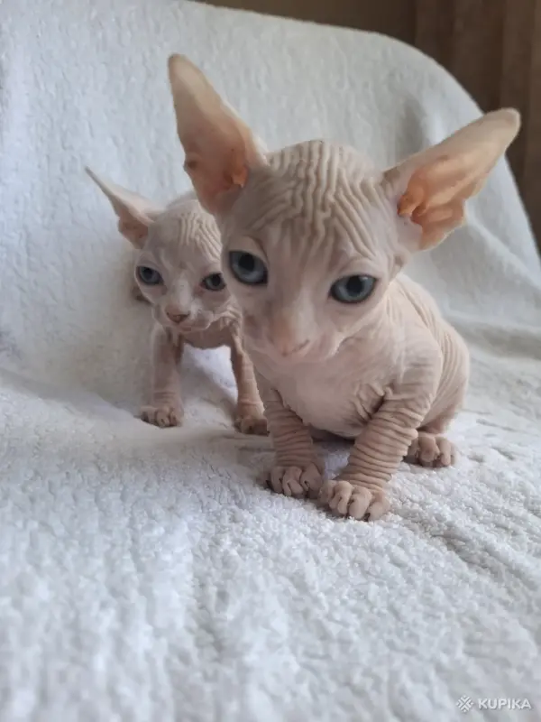 Кошки - Канадский сфинкс котята Белоснежные котята - Вся Беларусь - Фото 6 Канадский сфинкс котята Белоснежные котята - Вся Беларусь - 252495 - Доска объявлений Kupika.by - Фото 6