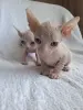 Кошки - Канадский сфинкс котята Белоснежные котята - Вся Беларусь - Фото 6 Канадский сфинкс котята Белоснежные котята - Вся Беларусь - 252495 - Доска объявлений Kupika.by - Фото 6