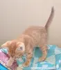 Кошки - рыжие котята пацаны - Вся Беларусь - Фото 5 рыжие котята пацаны - Вся Беларусь - 251465 - Доска объявлений Kupika.by - Фото 5