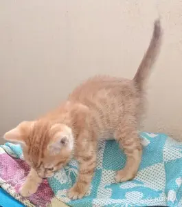 рыжие котята пацаны