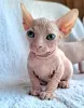 Кошки - Канадский сфинкс котята Белоснежные котята - Вся Беларусь - Фото 5 Канадский сфинкс котята Белоснежные котята - Вся Беларусь - 252495 - Доска объявлений Kupika.by - Фото 5