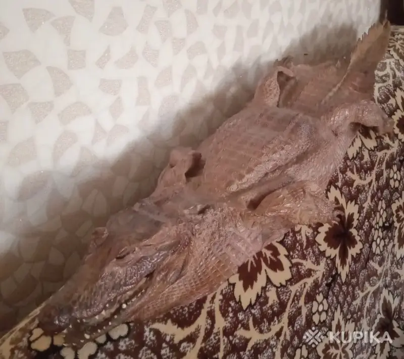 Шкура крокодила