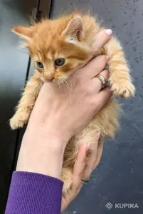 рыжий пушистый котенок