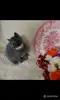 Кошки - Британские Котята - Вся Беларусь - Фото 3 Британские Котята - Вся Беларусь - 252184 - Доска объявлений Kupika.by - Фото 3